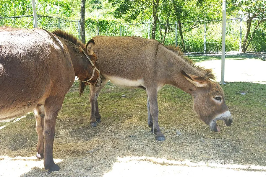 bambiland-yilan-travel-05