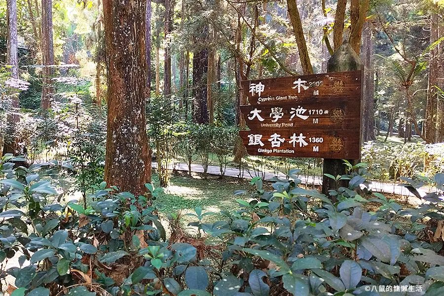 relax-in-xitou-nature-education-area-02