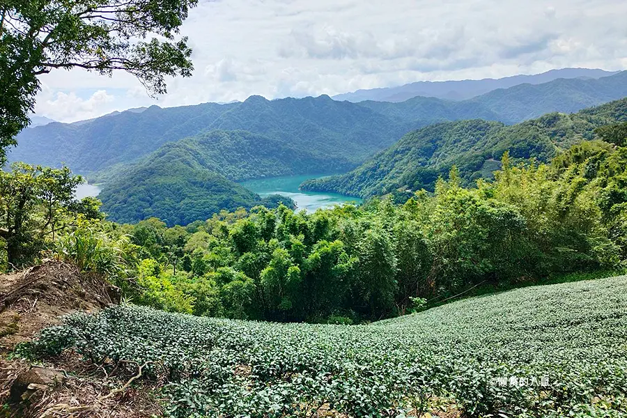 石碇茶園