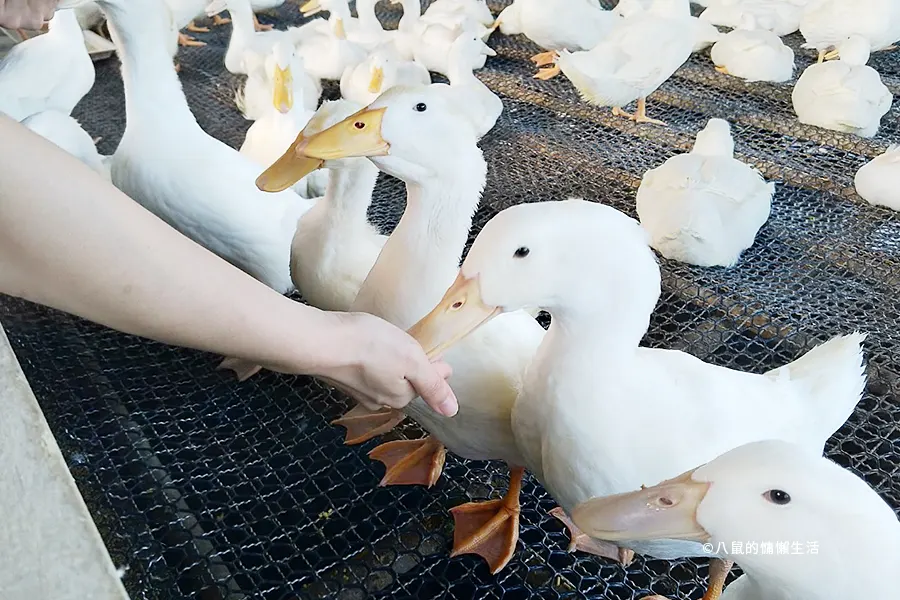 yilan-jiaoxi-produck-travel13