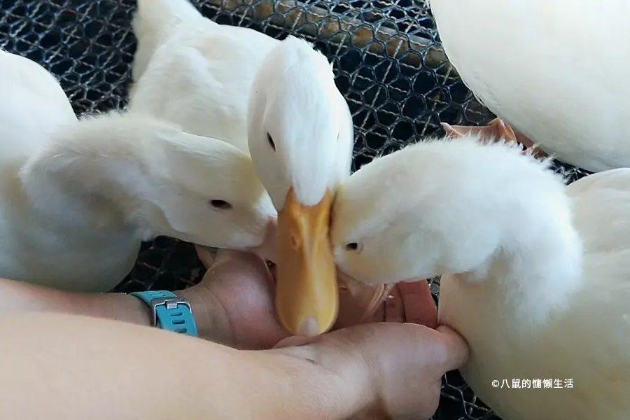 yilan-jiaoxi-produck-travel14