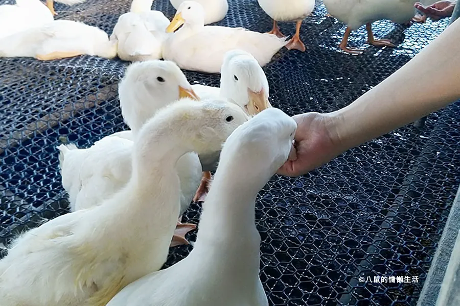 yilan-jiaoxi-produck-travel25