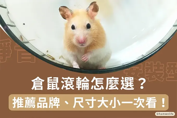 倉鼠滾輪怎麼選