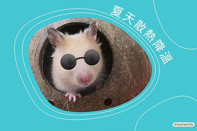 倉鼠夏天散熱降溫三對策