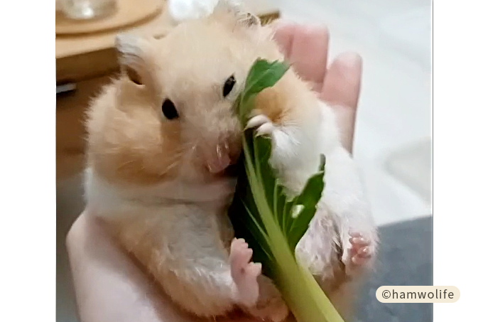 倉鼠吃青江菜