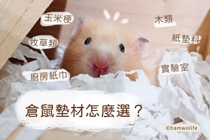文章圖片